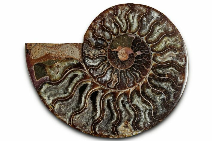 Cut & Polished Ammonite Fossil (Half) - Madagascar #318059